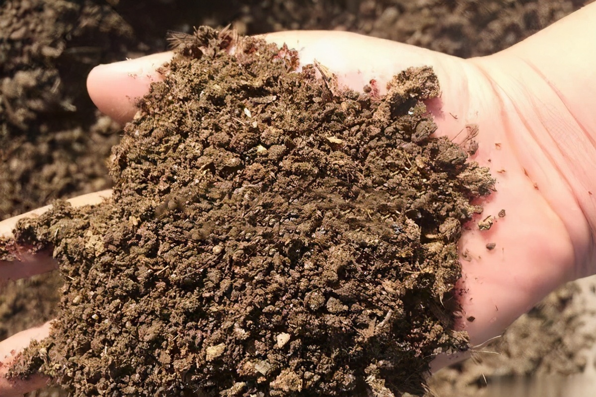 蜜蜂喜歡牛糞嗎(牛糞對蜜蜂的吸引力) 蜜蜂喜歡牛糞嗎(牛糞對蜜蜂的吸引力)