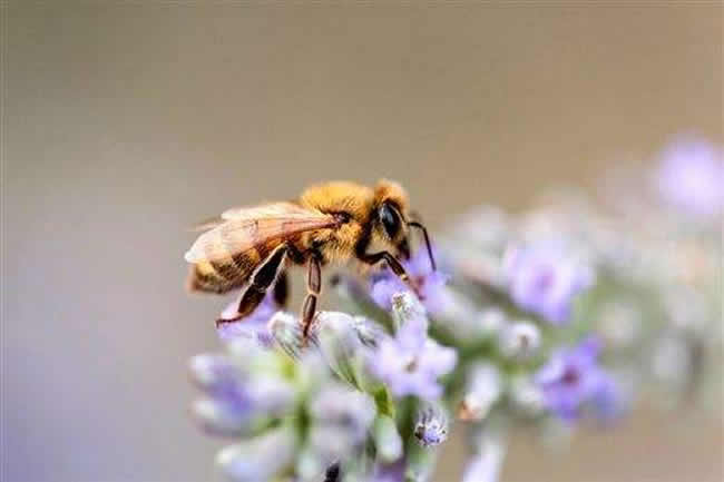 【蜜蜂知識(shí)】新手適合養(yǎng)什么蜜蜂? 新手適合養(yǎng)什么蜜蜂?