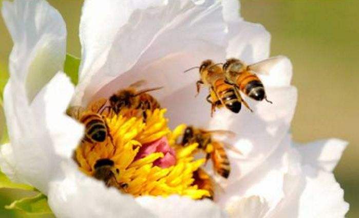 【蜜蜂知識(shí)】新手適合養(yǎng)什么蜜蜂? 新手適合養(yǎng)什么蜜蜂?