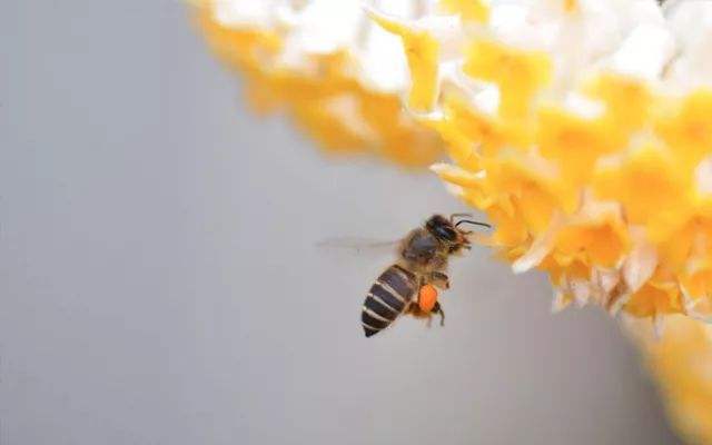 糖尿病人能吃蜂蜜嗎？