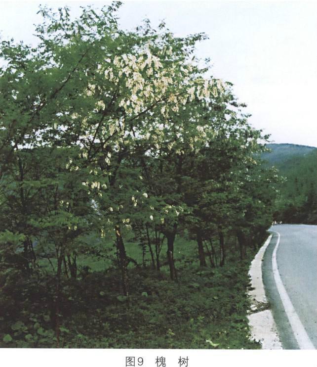 松丹一號種蜂是哪里陪育的(松丹一號培育簡況) 松丹一號種蜂是哪里陪育的(松丹一號培育簡況)