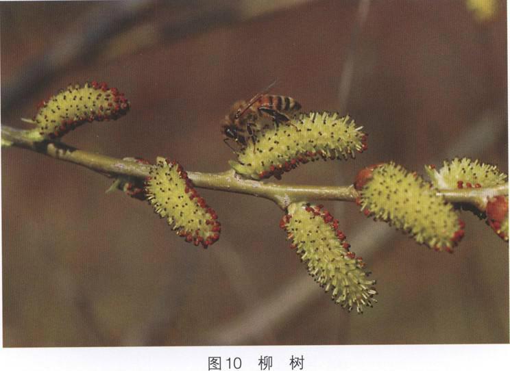 松丹一號種蜂是哪里陪育的(松丹一號培育簡況) 松丹一號種蜂是哪里陪育的(松丹一號培育簡況)