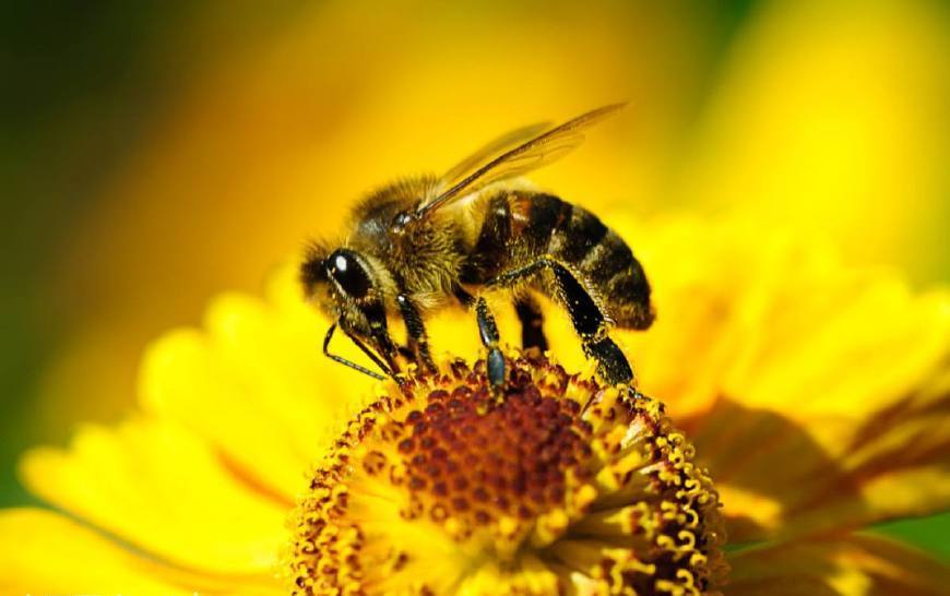 蜜蜂可以人工授精么（人工授精蜂王發(fā)生二次婚飛，這蜂王廢了嗎）