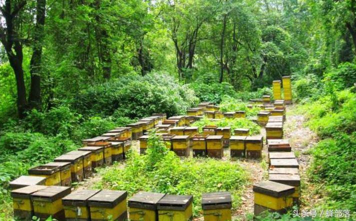 2022年養蜂補貼怎么申請(養蜂補貼補助標準怎么拿) 農村養蜂補貼怎么拿?能拿到多少?