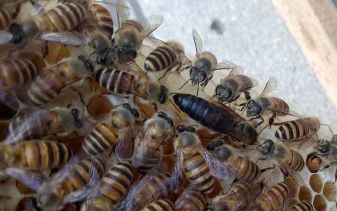 阿壩中蜂在南方能越夏嗎(阿壩中蜂是不是不耐熱) 阿壩中蜂在南方能越夏嗎(阿壩中蜂是不是不耐熱)