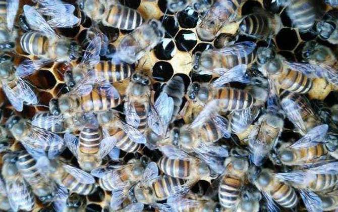 阿壩中蜂在南方能越夏嗎(阿壩中蜂是不是不耐熱) 阿壩中蜂在南方能越夏嗎(阿壩中蜂是不是不耐熱)