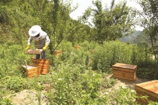 中蜂場(chǎng)養(yǎng)哪兩種蜂好（中蜂養(yǎng)殖，哪種蜂王好）