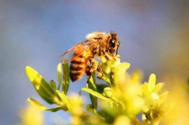 養20箱蜜蜂能掙多少錢？