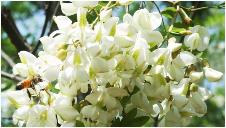 蜜蜂花卉有哪幾種?(告訴你蜜蜂都喜歡什么花的花蜜) 蜜蜂花卉有哪幾種?(告訴你蜜蜂都喜歡什么花的花蜜)