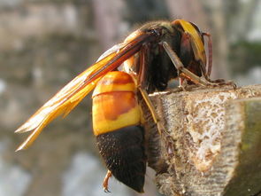 常見的胡蜂種類（胡蜂的種類介紹）