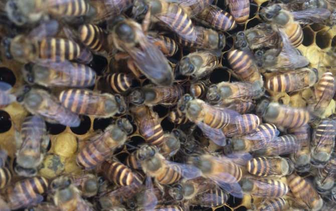 蜂群失王怎么處理(長期失王的蜂群應如何處理) 蜂群失王怎么處理(長期失王的蜂群應如何處理)