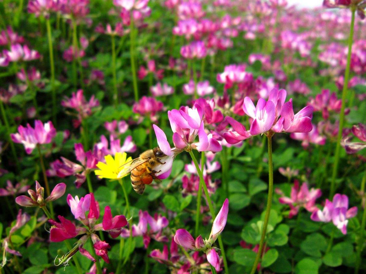紅花草是紫云英嗎(紫云英和紅花草的區別) 紅花草是紫云英嗎(紫云英和紅花草的區別)