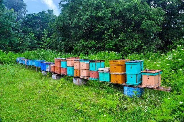 中蜂沖群的處理辦法(蜜蜂總是沖群是什么問題) 中蜂沖群的處理辦法(蜜蜂總是沖群是什么問題)