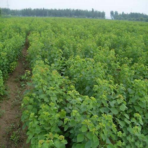 贛南地區烏桕樹什么月份開始流蜜（江西贛南主要的蜜源植物和花期介紹）