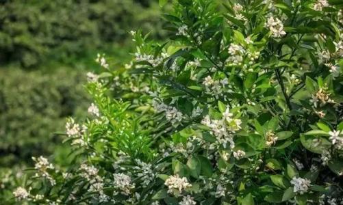 贛南地區烏桕樹什么月份開始流蜜（江西贛南主要的蜜源植物和花期介紹）