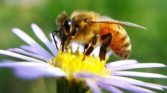 網(wǎng)購(gòu)中蜂阿壩王質(zhì)量如何（網(wǎng)上買(mǎi)中蜂怎么樣）