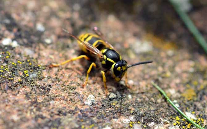 蜜蜂和馬蜂在家打窩是壞事嗎（蜜蜂和馬蜂來家里是福還是禍？）