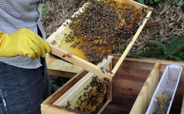 蜜蜂快速繁殖發展的方法