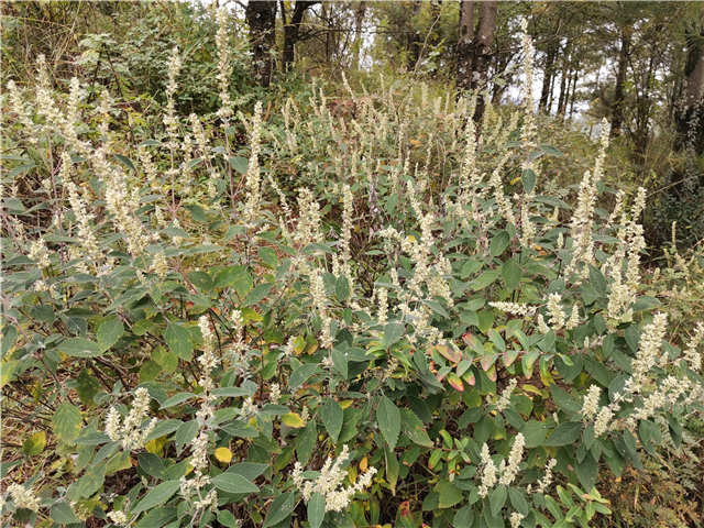 常年開花的蜜源植物（花期最長的蜜源植物）