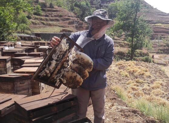 蜂箱哪里賣(哪兒可以買到養(yǎng)蜂的蜂箱) 蜂箱哪里賣(哪兒可以買到養(yǎng)蜂的蜂箱)