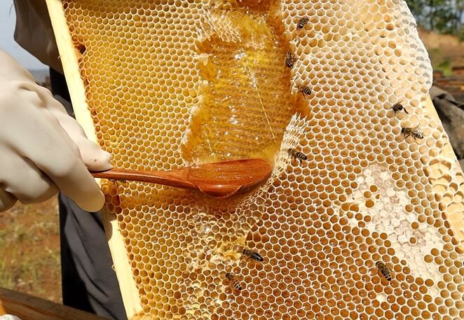 蜂箱哪里賣(哪兒可以買到養(yǎng)蜂的蜂箱) 蜂箱哪里賣(哪兒可以買到養(yǎng)蜂的蜂箱)