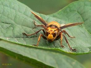 胡蜂會產蜂蜜嗎（胡蜂有沒有蜜）