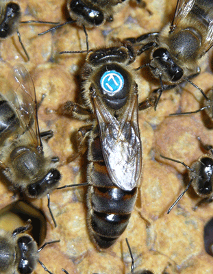 高加索蜂和中蜂哪個(gè)大(高加索蜜蜂(高蜂)簡(jiǎn)介) 高加索蜂和中蜂哪個(gè)大(高加索蜜蜂(高蜂)簡(jiǎn)介)