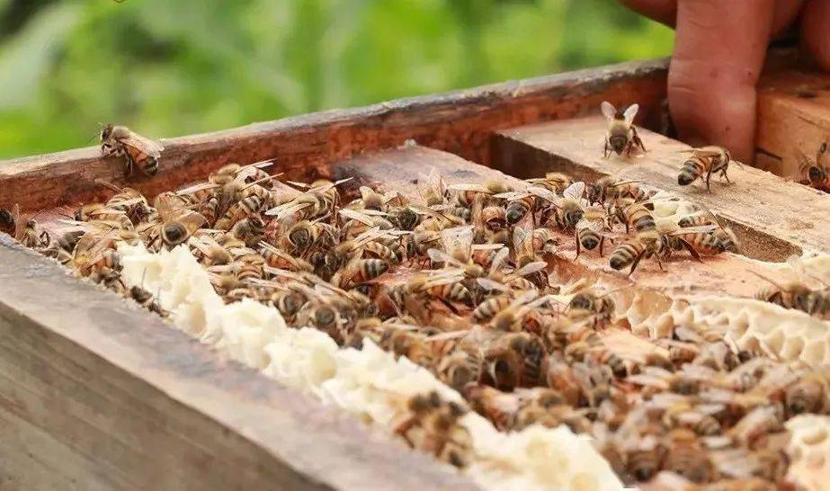 蜂群很強(qiáng)可以分蜂不（蜜蜂怎樣分蜂怎樣分群）