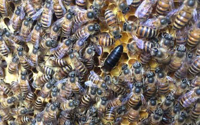 怎樣人工培育優質蜂王？