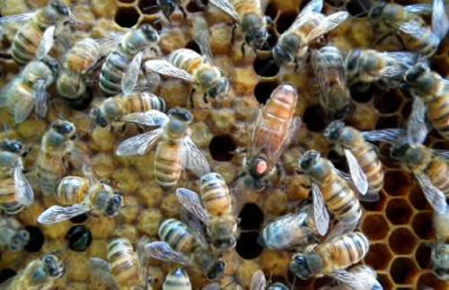 殺死蜂王蜜蜂會怎么樣？(其他蜜蜂怎么辦？會報仇嗎？)