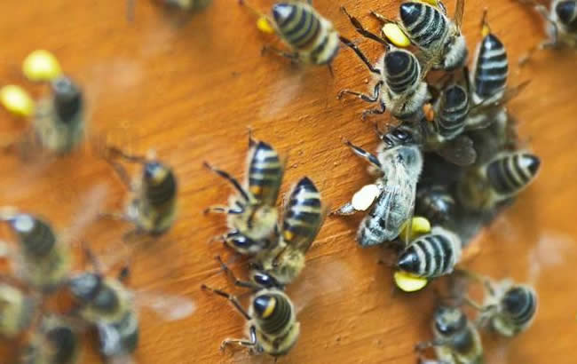 高加索蜜蜂 高加索蜜蜂
