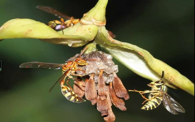 棕長腳蜂有毒嗎（長腳蜂毒性）