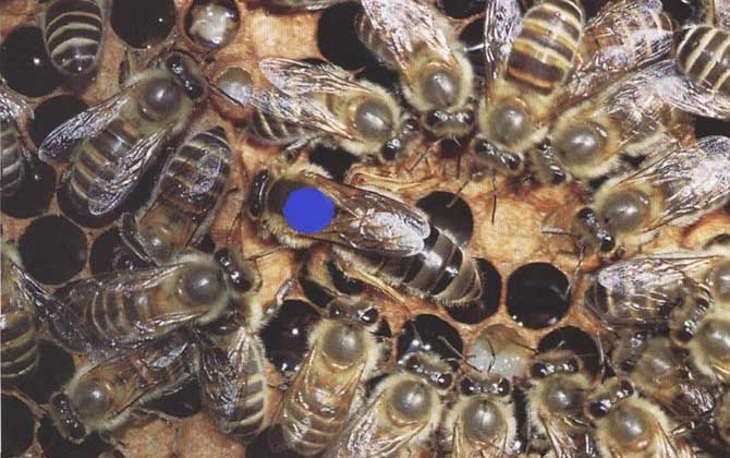 大黑蜂是益蟲還是害蟲 大黑蜂是益蟲還是害蟲