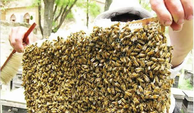 格子箱養(yǎng)蜂什么時(shí)候取蜜 格子箱養(yǎng)蜂什么時(shí)候取蜜