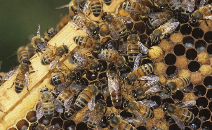 工蜂產(chǎn)卵也會有王臺嗎（蜜蜂工產(chǎn)又有王臺怎么辦）