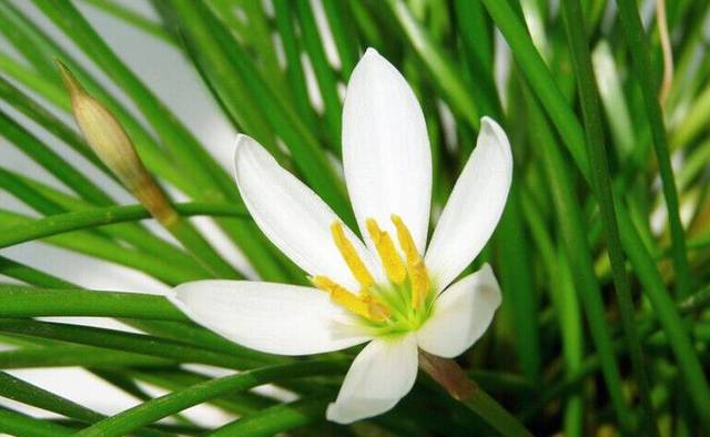 白花蔥蘭是什么品種（白花蔥蘭的生長特性）