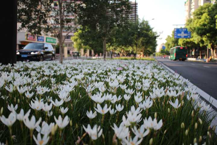 白花蔥蘭是什么品種（白花蔥蘭的生長特性）