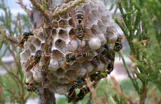馬蜂和黃蜂的區別圖片（胡蜂、馬蜂和黃蜂，到底有什么區別）