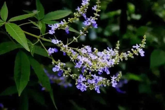 中國四大蜜源植物指的是哪四種？(附帶四種蜜源植物介紹)