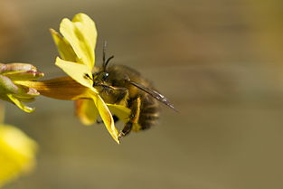 蜜蜂利他行為怎么進化出來的(蜜蜂利他行為探究和重要性) 蜜蜂利他行為怎么進化出來的(蜜蜂利他行為探究和重要性)