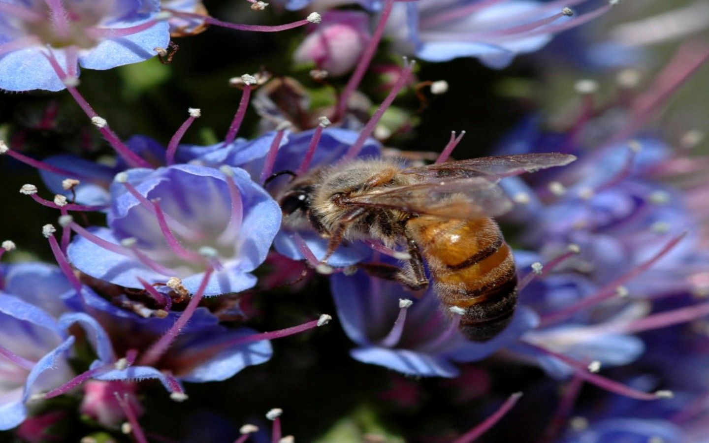 蜜蜂利他行為怎么進化出來的(蜜蜂利他行為探究和重要性) 蜜蜂利他行為怎么進化出來的(蜜蜂利他行為探究和重要性)