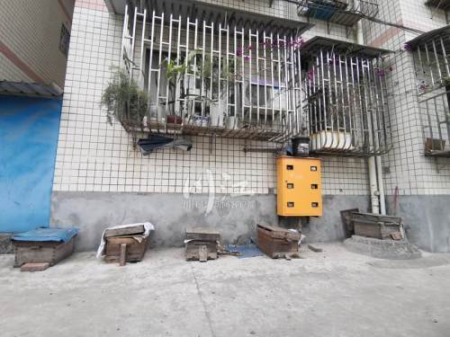 城市陽(yáng)臺(tái)養(yǎng)蜂技術(shù)（家庭養(yǎng)蜂需要什么條件）