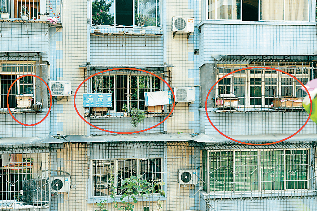 城市陽(yáng)臺(tái)養(yǎng)蜂技術(shù)（家庭養(yǎng)蜂需要什么條件）