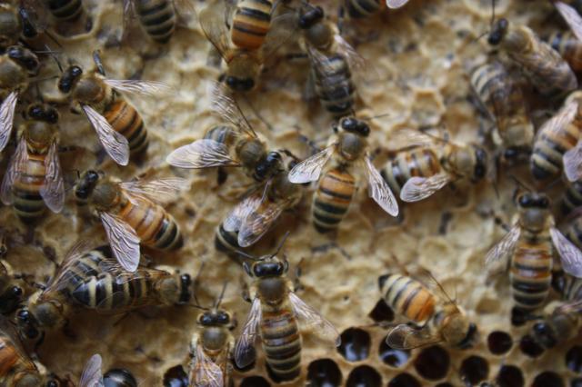 抓住蜂后能控制蜂群嗎(蜂王怎么控制蜂群) 抓住蜂后能控制蜂群嗎(蜂王怎么控制蜂群)