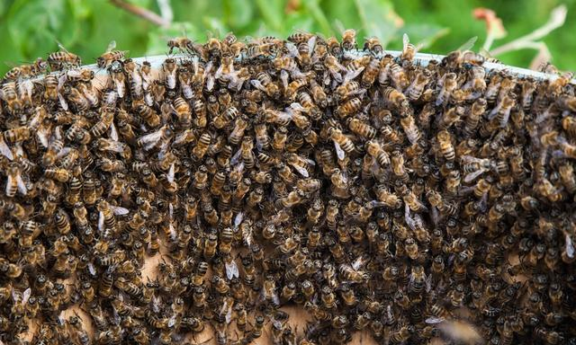 抓住蜂后能控制蜂群嗎(蜂王怎么控制蜂群) 抓住蜂后能控制蜂群嗎(蜂王怎么控制蜂群)