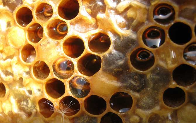 養(yǎng)蜂人怎么打造蜂蜜品牌(怎么做好品牌) 養(yǎng)蜂人怎么打造蜂蜜品牌(怎么做好品牌)