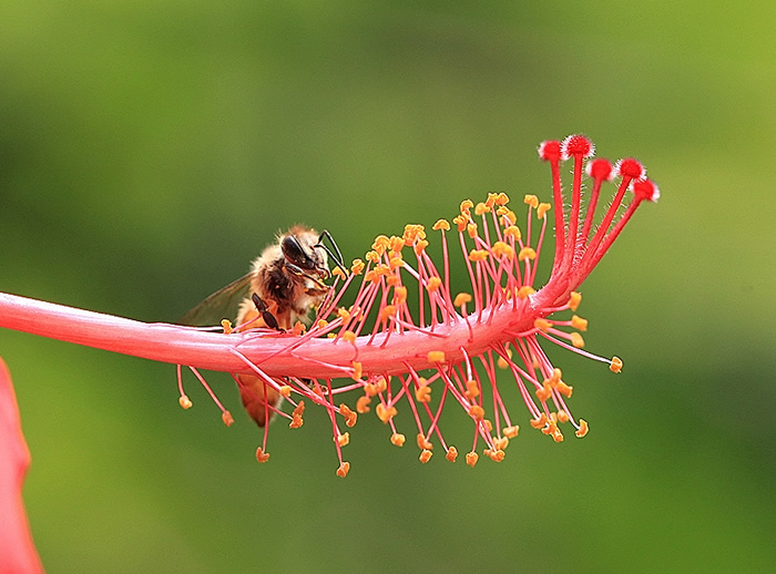 蜂王不產卵是什么原因？