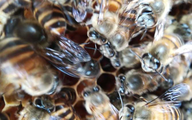 阿壩王是中蜂嗎(阿壩蜂王和中蜂蜂王有什么區別) 阿壩王是中蜂嗎(阿壩蜂王和中蜂蜂王有什么區別)