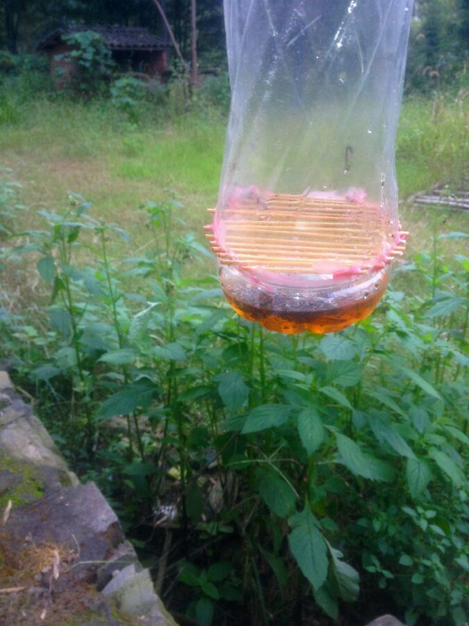 中國(guó)大虎頭蜂怎么誘捕（捕捉虎頭蜂的步驟）