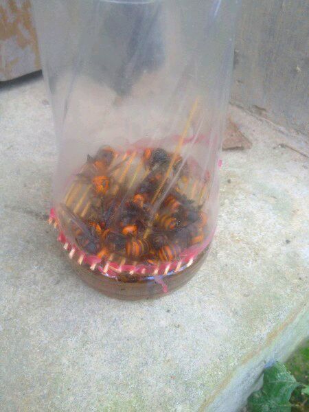 中國(guó)大虎頭蜂怎么誘捕（捕捉虎頭蜂的步驟）